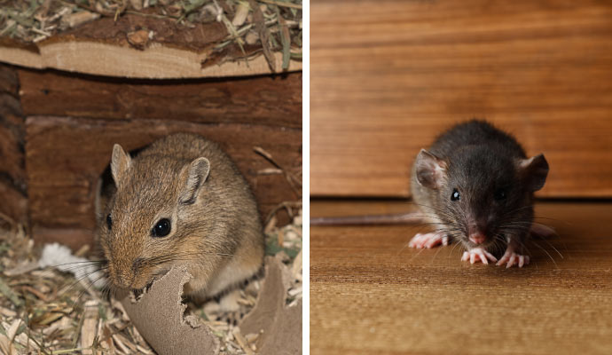 Collage of rats and mice on floor.