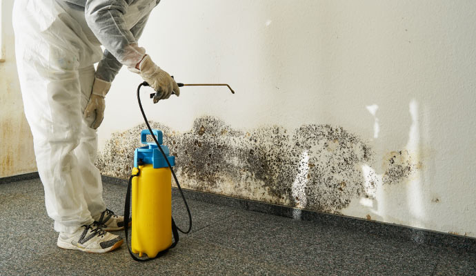 professional worker removing mold from the wall