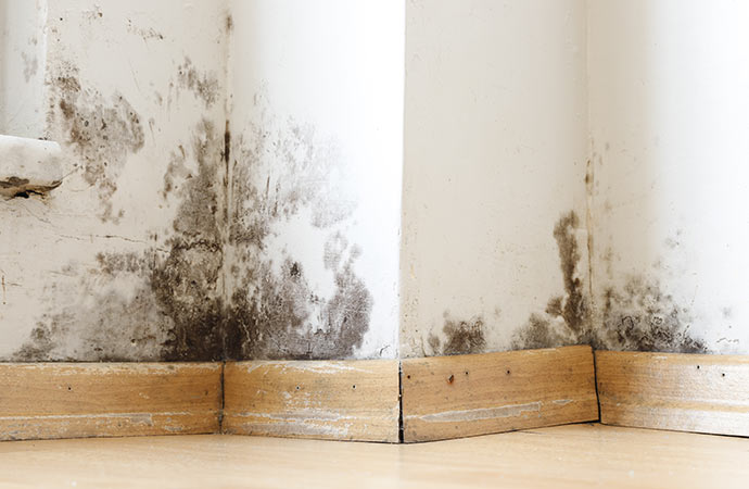 visible mold on wall