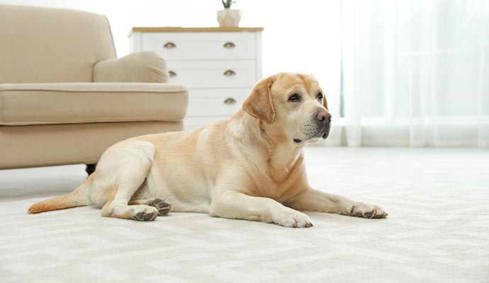 a dog on the carpet