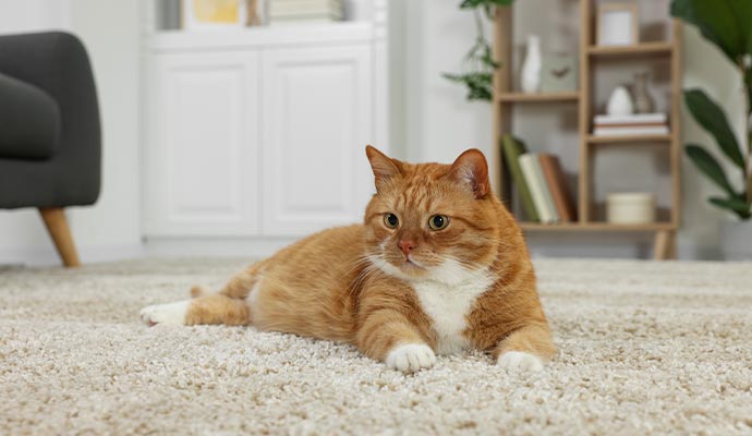 a cat lying on the carpet