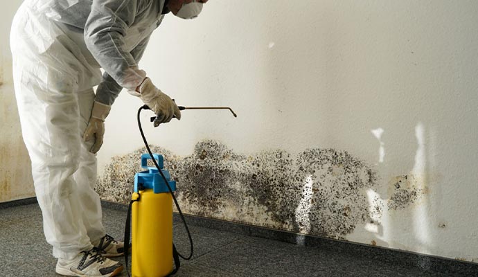 Expert cleaning mold using equipment