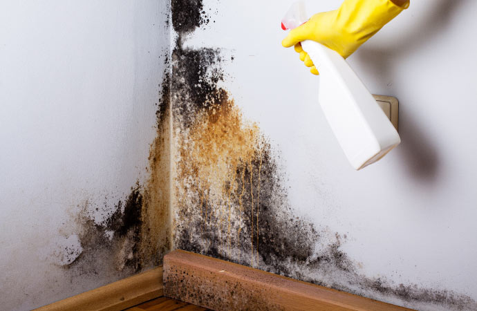 a professional cleaning mold from the wall