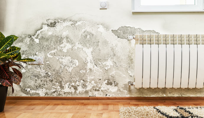 Mold damaged wall