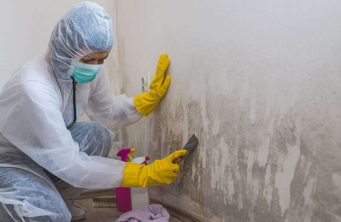 a professional cleaning up mold