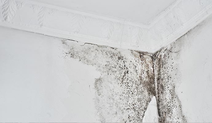 Mold growth on walls and ceiling in a room corner.