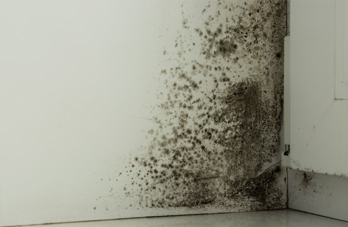 a wall affected by mold