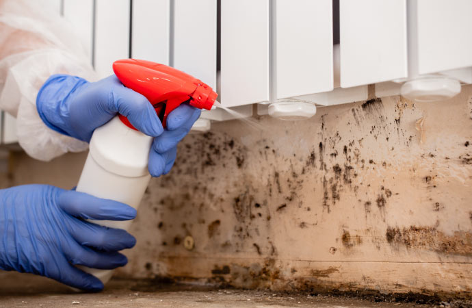 professional worker cleaning mold from the wall