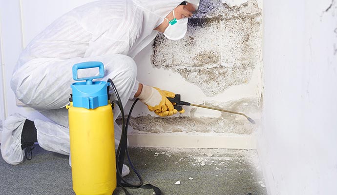 professional worker removing mold from the wall