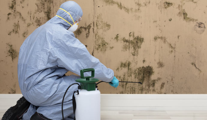 Professional spraying on mold affected wall