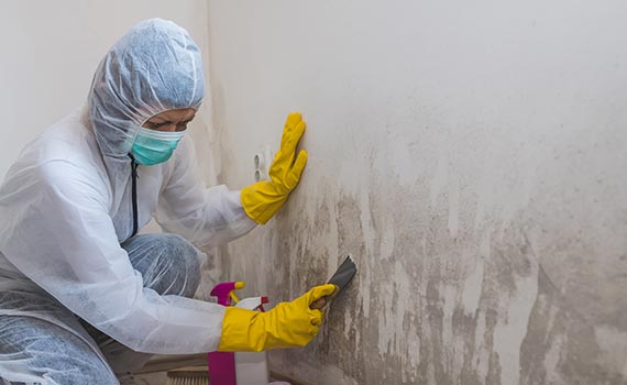 Professional worker remediating mold