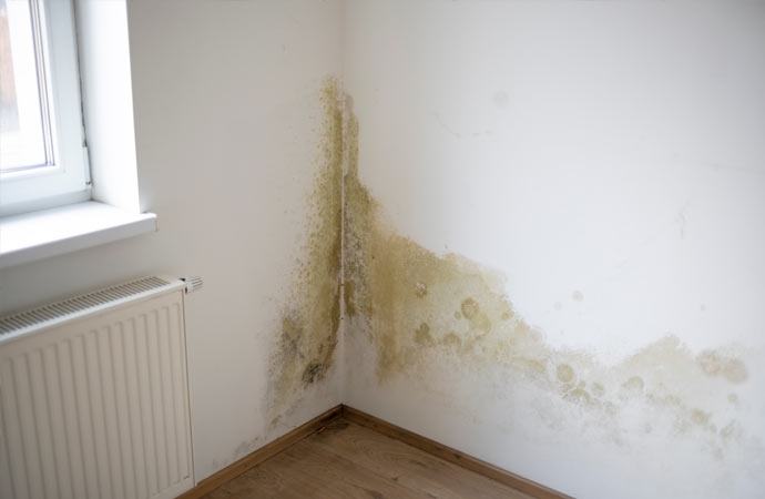 a moldy wall