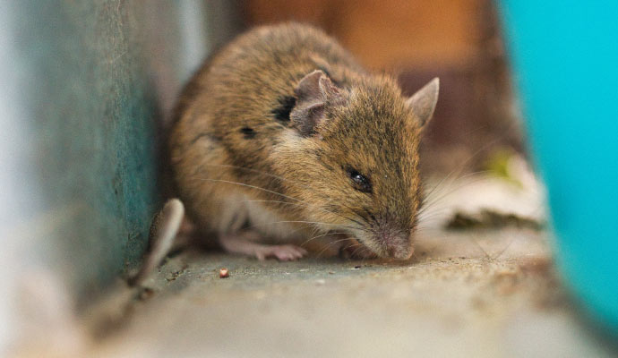 Visible rodents infestation on floor.