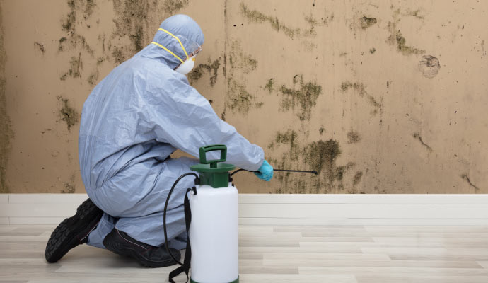 professional worker cleaning mold