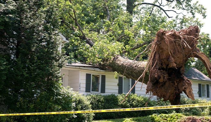 A wind damaged property